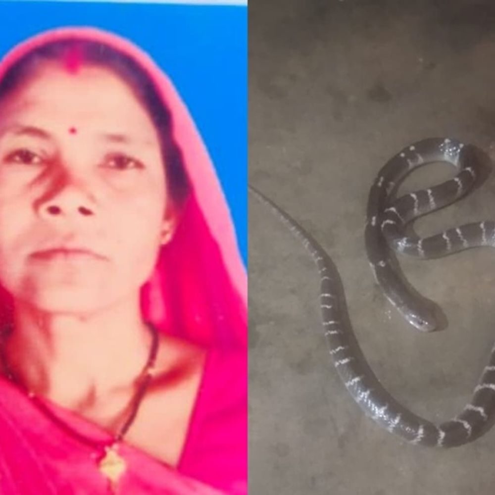 सरगुजा में सरपंच की करैत सांप के काटने से मौत, अंबिकापुर ले जाते समय तोड़ा दम